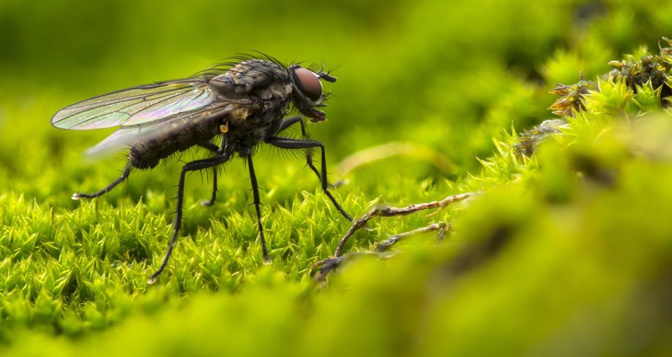 House Flies Interacting With Our Food Can Be More Dangerous Than Previously Believed