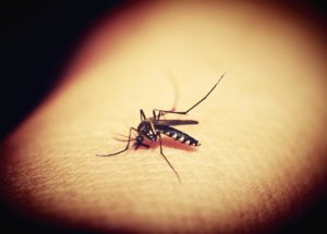 Here’s the Fascinating Reason Mosquitoes Are so Good at Hunting Us Down!