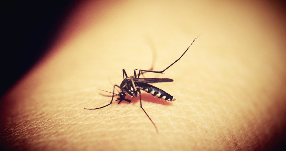 Here’s the Fascinating Reason Mosquitoes Are so Good at Hunting Us Down!