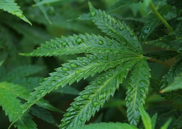Delta 8: What You Need To Know About This New Cannabis Compound