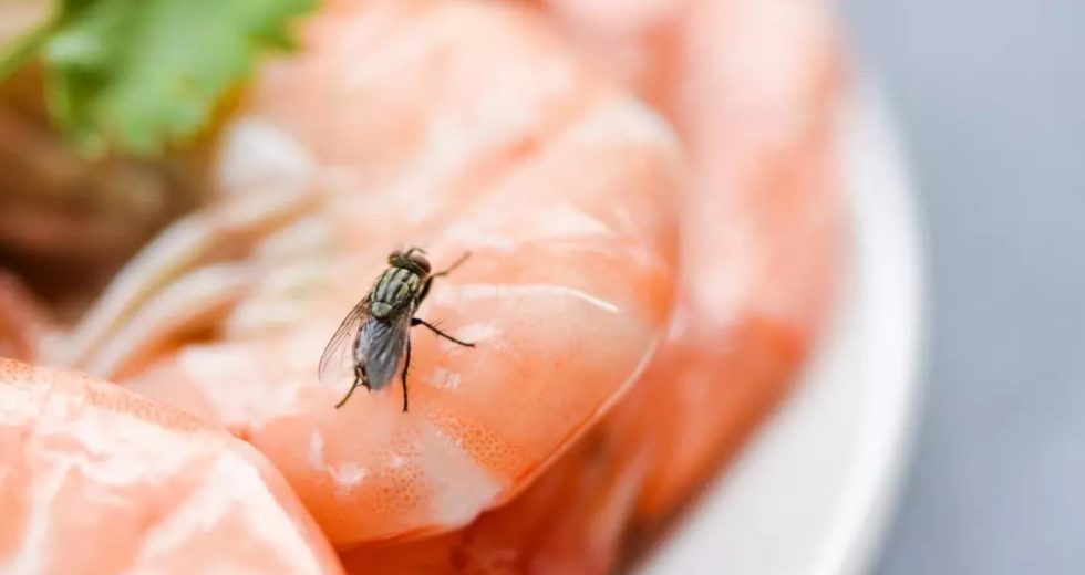 House Flies Puke on Your Food – Study Suggests They May Spread More Diseases than Mosquitoes!