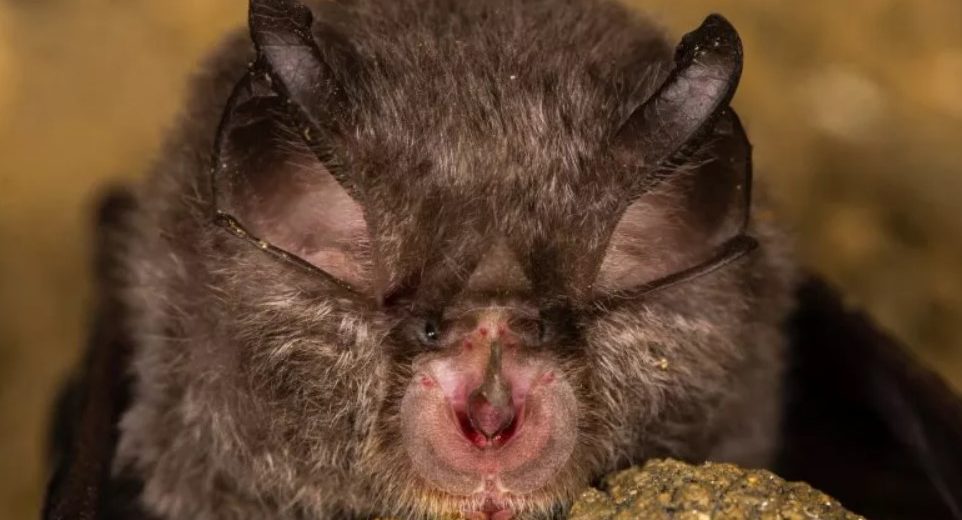 Russian Bat Virus Able to Infect Humans Might Mean Another Pandemic, Study Says