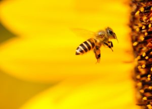 Watch Bees Working Together to Successfully Open a Soda Bottle