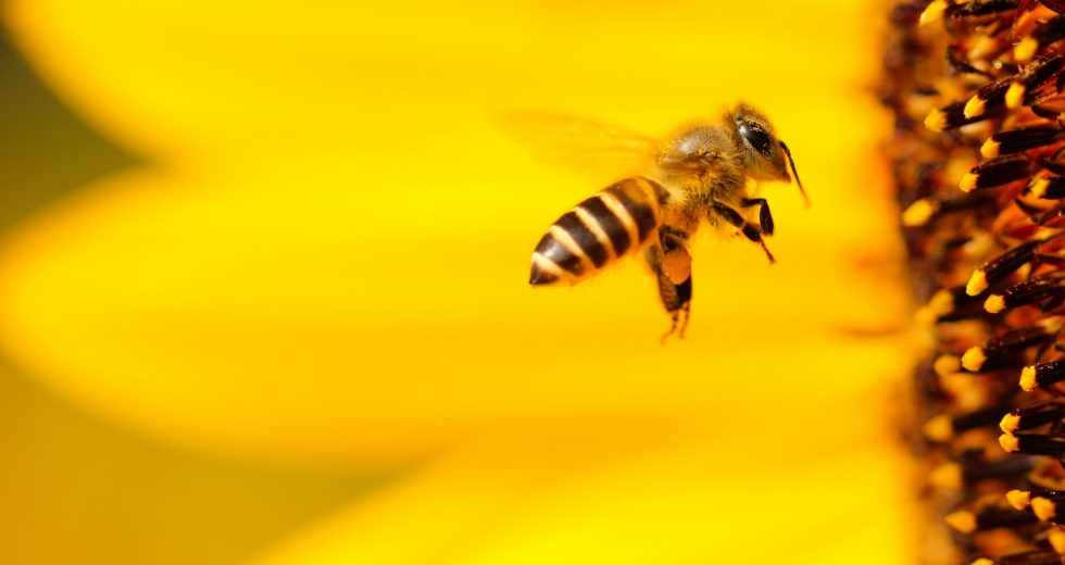 Watch Bees Working Together to Successfully Open a Soda Bottle