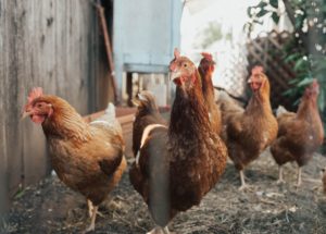 Avian Flu Concerns Doctors That It Can Spread to Humans