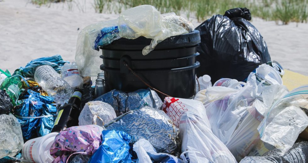 Specific Worms Are Able to Break Down Plastic Very Fast