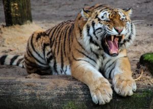 Police Shots Tiger Deadly After the Animal Killed Nine People