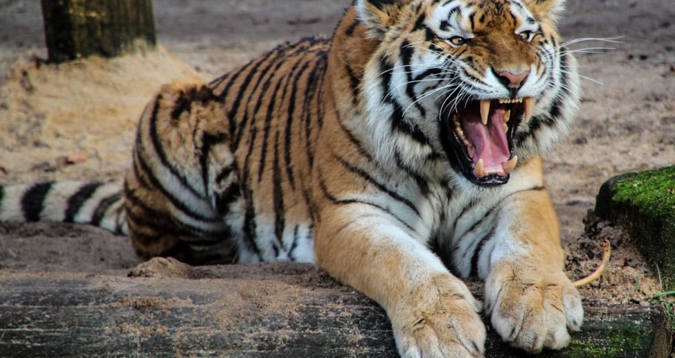 Police Shots Tiger Deadly After the Animal Killed Nine People