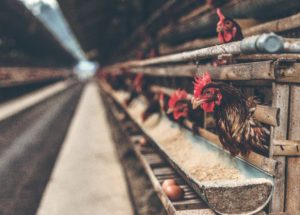 With 50.54 Million Bird Deaths, The Avian Flu Epidemic In The U.S. Is The Worst Ever Recorded