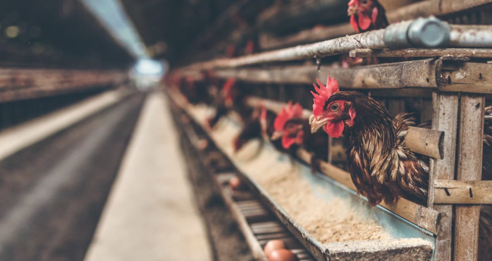 With 50.54 Million Bird Deaths, The Avian Flu Epidemic In The U.S. Is The Worst Ever Recorded