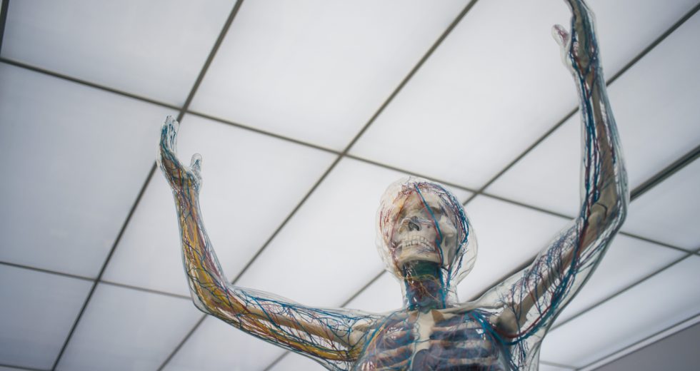 What You Can Do To Maintain A Healthy Bone Mass