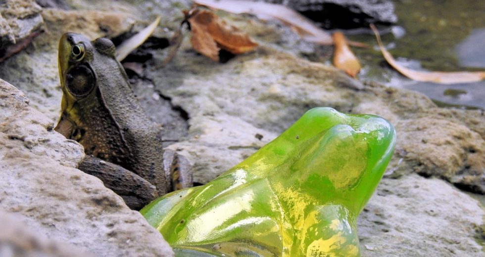 How Glass Frogs Turn Transparent – Scientists Unravel the Mystery