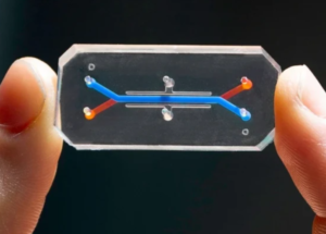 Using A Chip, Scientists Were Able To Recreate The In Vitro Conditions Of Human Vaginal Tissue