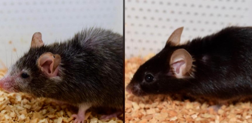 Study Reverses Aging in Mice – Can Humans Do the Same?
