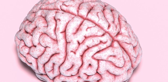 Study Finally Learns Why Some Human Brains Are Wrinklier than Others