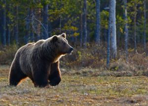 Bird Flu is Detected in Grizzly Bears From the US