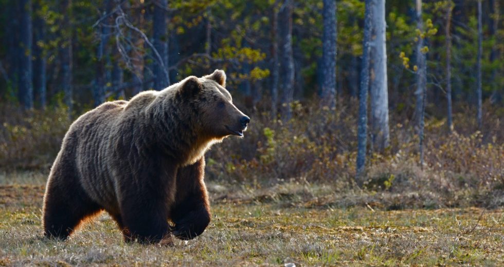 Bird Flu is Detected in Grizzly Bears From the US