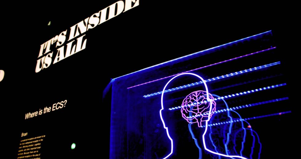 The Brains of Some Individuals Have More Wrinkles Than Others – Scientists Provide an Explanation