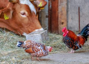 Destruction Of Food Processing Plants – Fake Crisis; WEF’s Solution: “Lab-Grown Meat, Bugs, Plants”