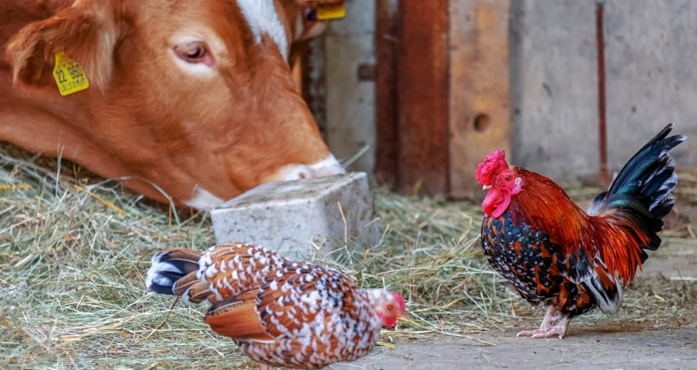 Destruction Of Food Processing Plants – Fake Crisis; WEF’s Solution: “Lab-Grown Meat, Bugs, Plants”