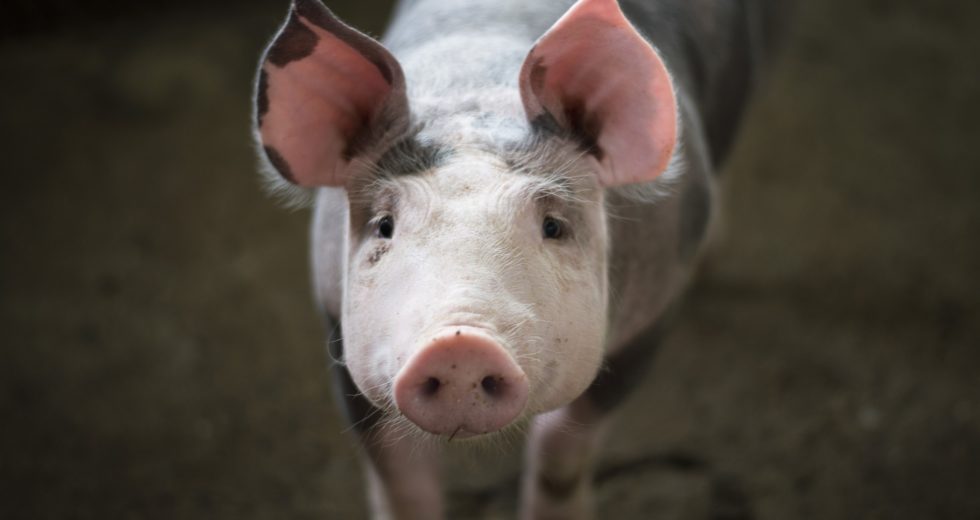 Researchers Successfully Reverse Erectile Dysfunction In Animal Tests