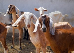 Animal Sacrifice as Religious Practice Becomes Legalized in a City From Michigan