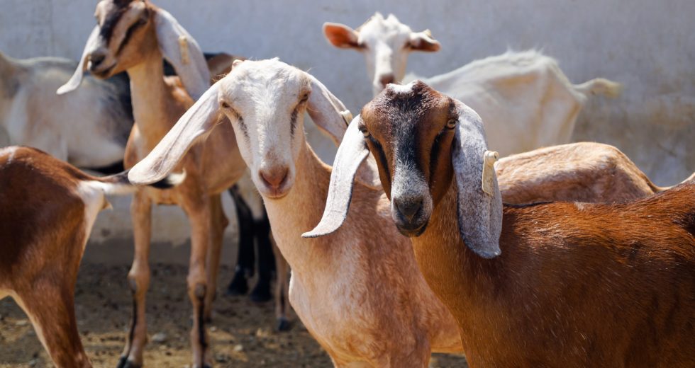 Animal Sacrifice as Religious Practice Becomes Legalized in a City From Michigan