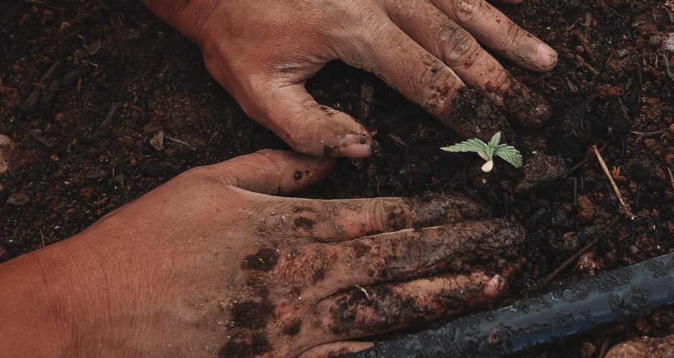 Growing A Garden May Benefit Your Physical And Mental Health, Says New Study