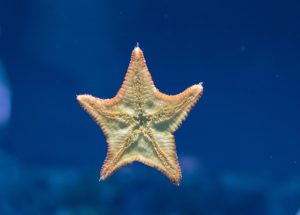 Sea Stars are Much More Fierce Predators in the Arctic Coast Than Researchers Initially Thought