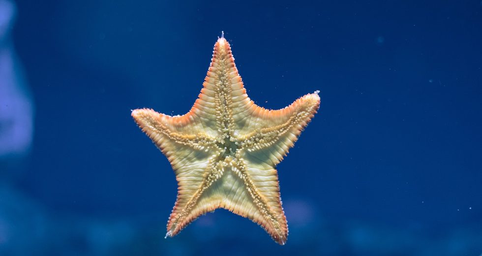Sea Stars are Much More Fierce Predators in the Arctic Coast Than Researchers Initially Thought