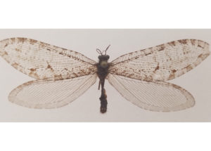 The Polystoechotes Punctata is the New Rare Insect Found at Arkansas Walmart