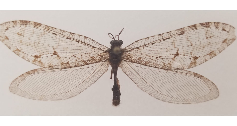 The Polystoechotes Punctata is the New Rare Insect Found at Arkansas Walmart