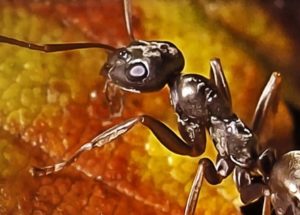 Study Finds that Ants Can Detect Cancer Cells by Just Sniffing Human Urine Samples!
