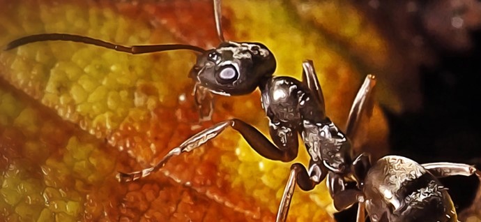 Study Finds that Ants Can Detect Cancer Cells by Just Sniffing Human Urine Samples!