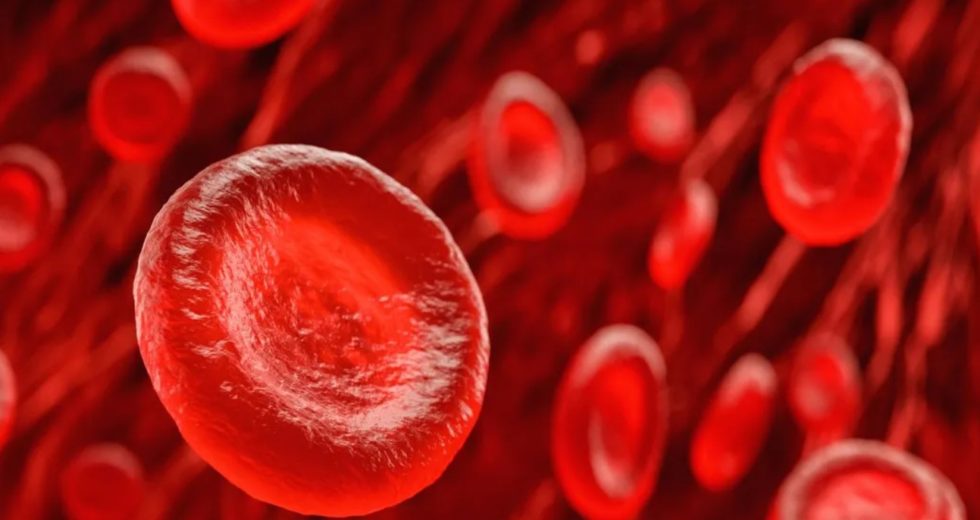 Study Finds that Transfusions With “Young Blood” Can Reverse Aging