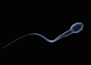 Preliminary Study Proves New Male Birth Control Drug Is Effective in Preventing Pregnancies