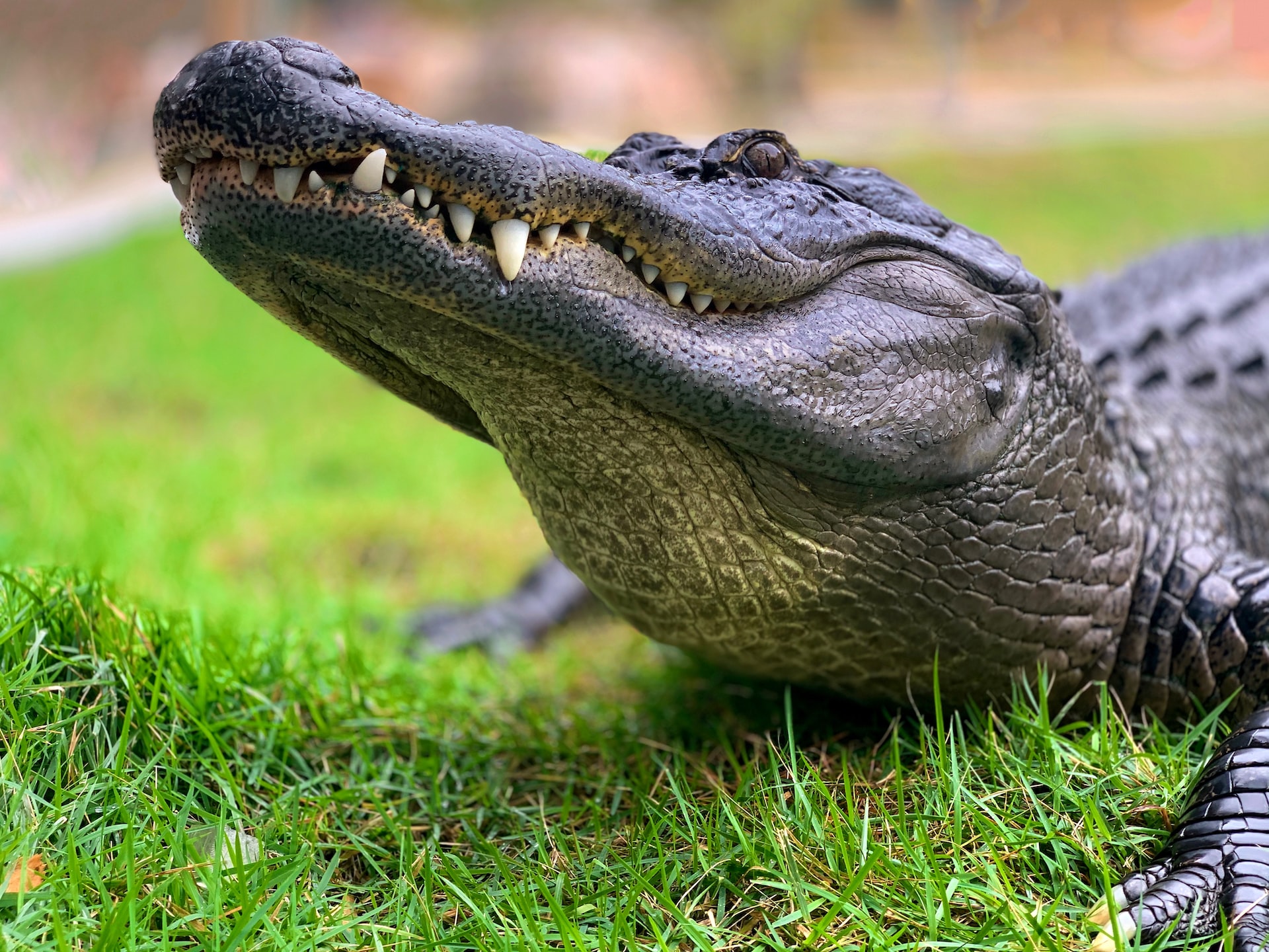 Alligator DNA Merges With That of Catfish for Human Consumption ...