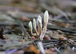 Fungus Killing Compound Named after Keanu Reeves – Here’s Why Scientist Chose Him!