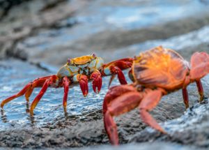 Crustaceans Can Become ‘Invisible’