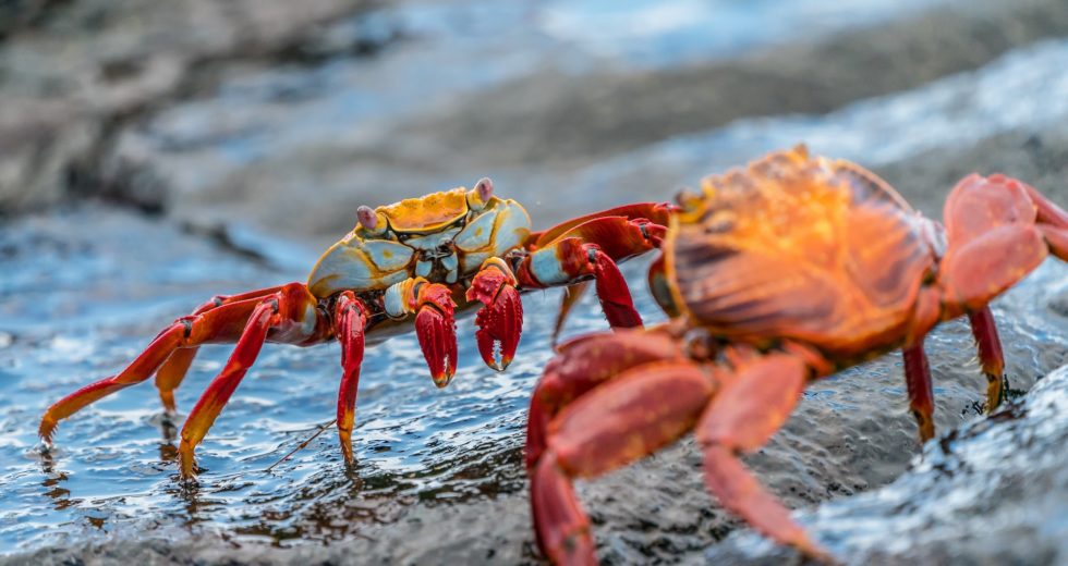 Crustaceans Can Become ‘Invisible’