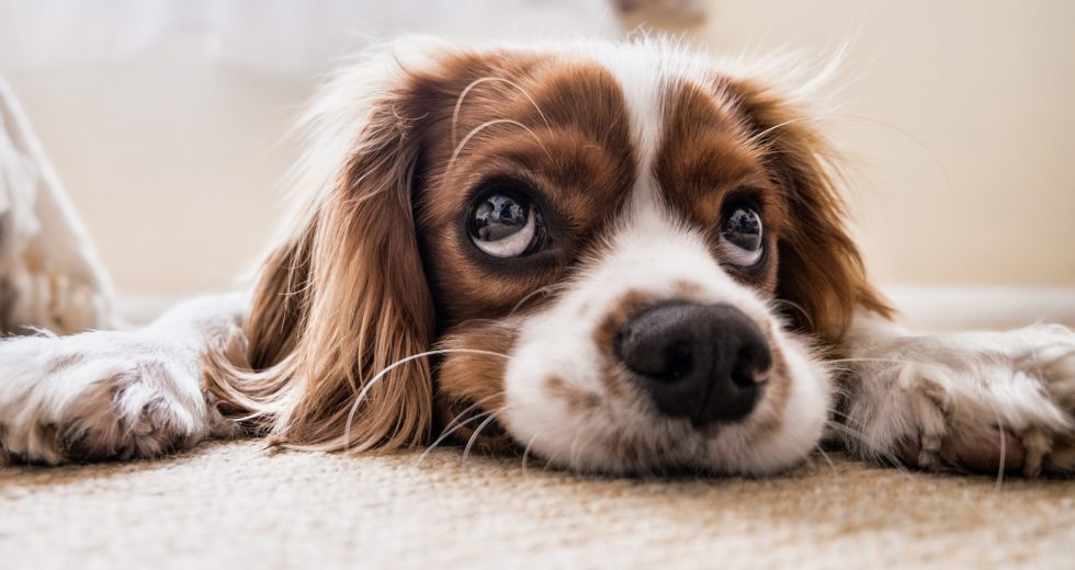 Dog Flu on the Rise in Philadelphia – Here’s How to Protect Your Pet from it!