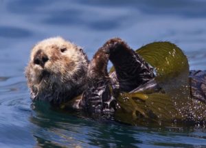 Rare Parasite Kills California Otters and Threatens Human Transmission