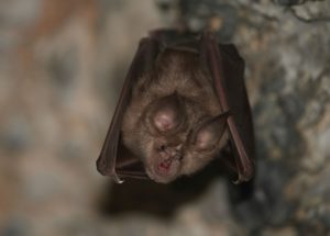 People Might Have to Face Microbats Entering Their Houses