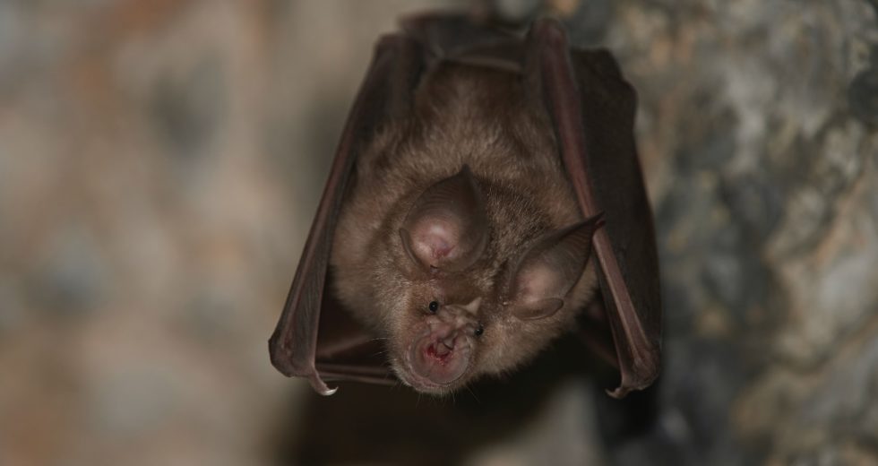 People Might Have to Face Microbats Entering Their Houses