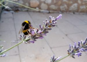 Bumblebees Are Able to Solve Puzzles Through Learning
