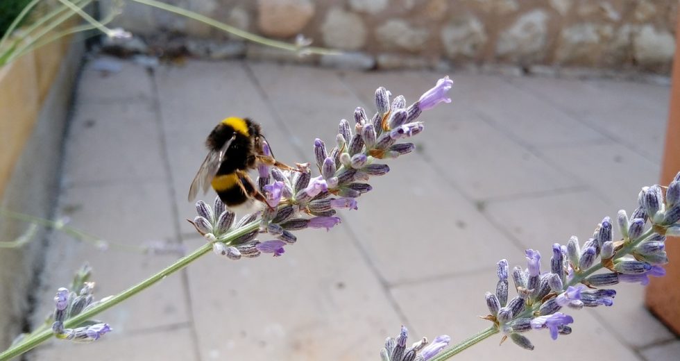 Bumblebees Are Able to Solve Puzzles Through Learning