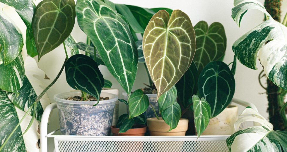 5 Simple Ways to Use Kitchen Staples to Keep Your Houseplants Healthy
