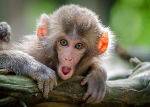 Monkeys Might Have Created Ancient Tools That Humans Also Used