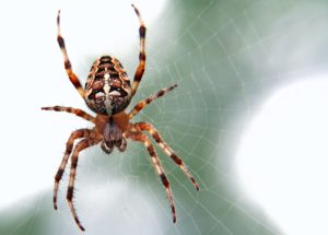 How to Cure Your Arachnophobia in a Few Easy Ways