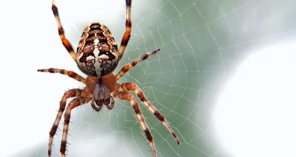 How to Cure Your Arachnophobia in a Few Easy Ways